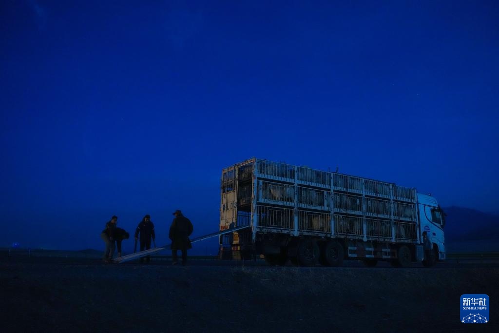 “异地借牧”牧人的春日转场