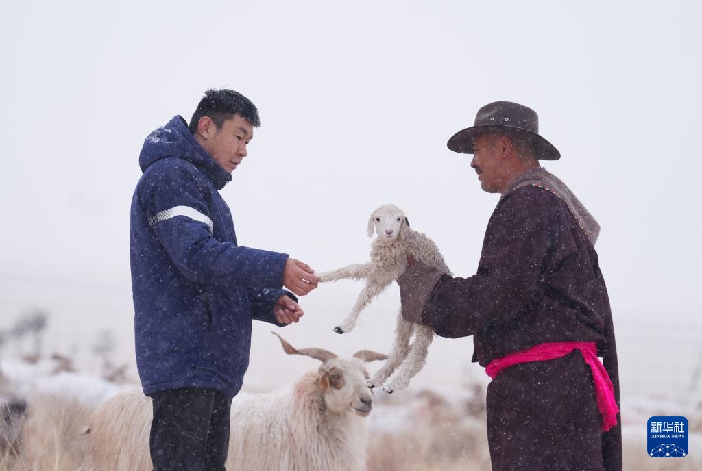 “异地借牧”牧人的春日转场