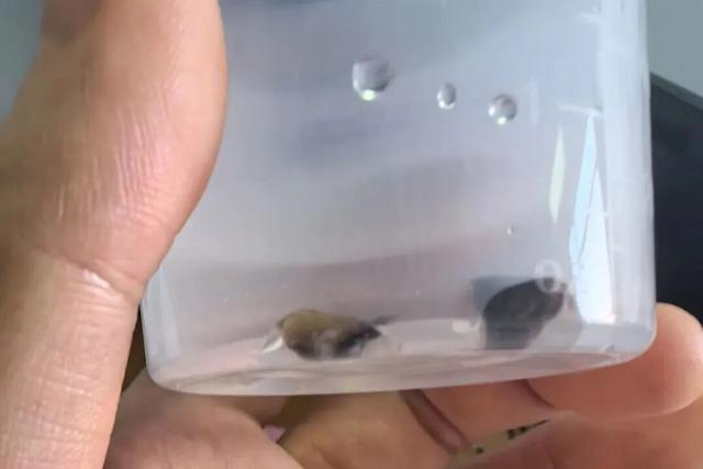 只因一口山核桃肉，1 岁宝宝被送进 PICU！千万注意！