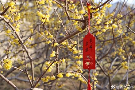 北京：玉渊潭公园的蜡梅开啦！最佳观赏期至——