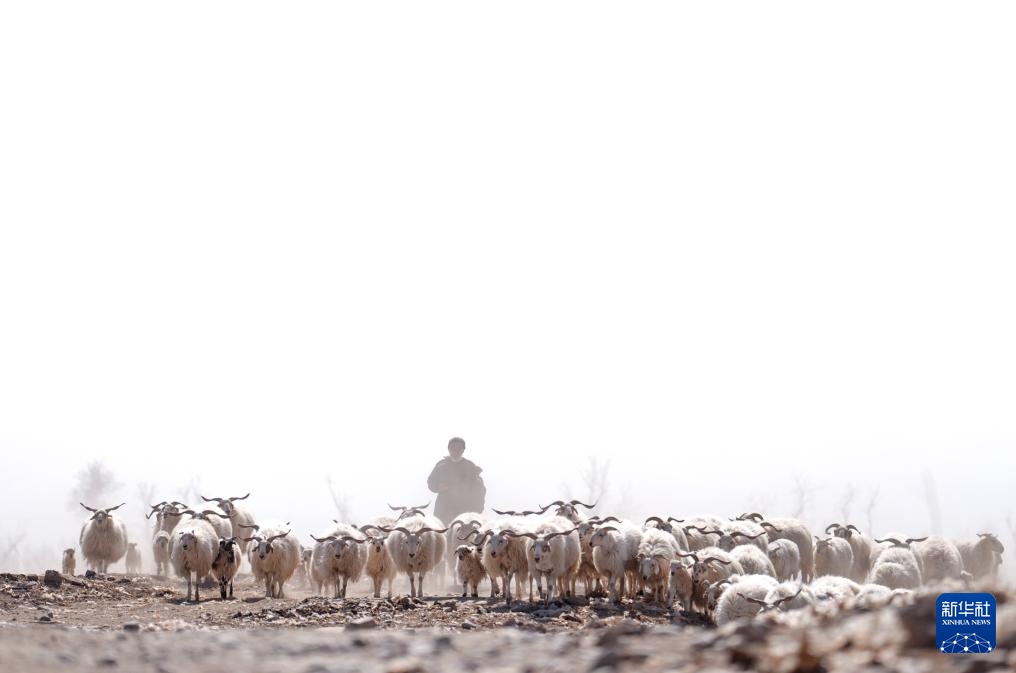 “异地借牧”牧人的春日转场