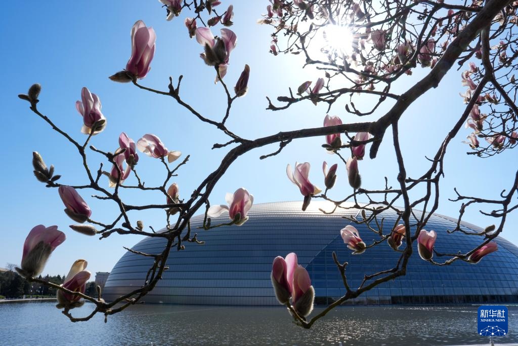 春风拂京 玉兰花开 春风拂京 玉兰花开