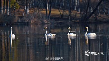 春江水暖“鹅”先知！白天鹅“做客”北京奥森公园