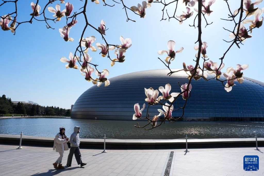 春风拂京 玉兰花开 春风拂京 玉兰花开