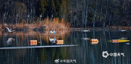 春江水暖“鹅”先知！白天鹅“做客”北京奥森公园