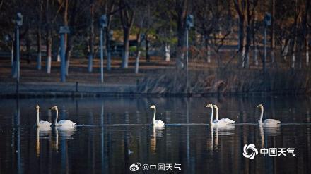 春江水暖“鹅”先知！白天鹅“做客”北京奥森公园