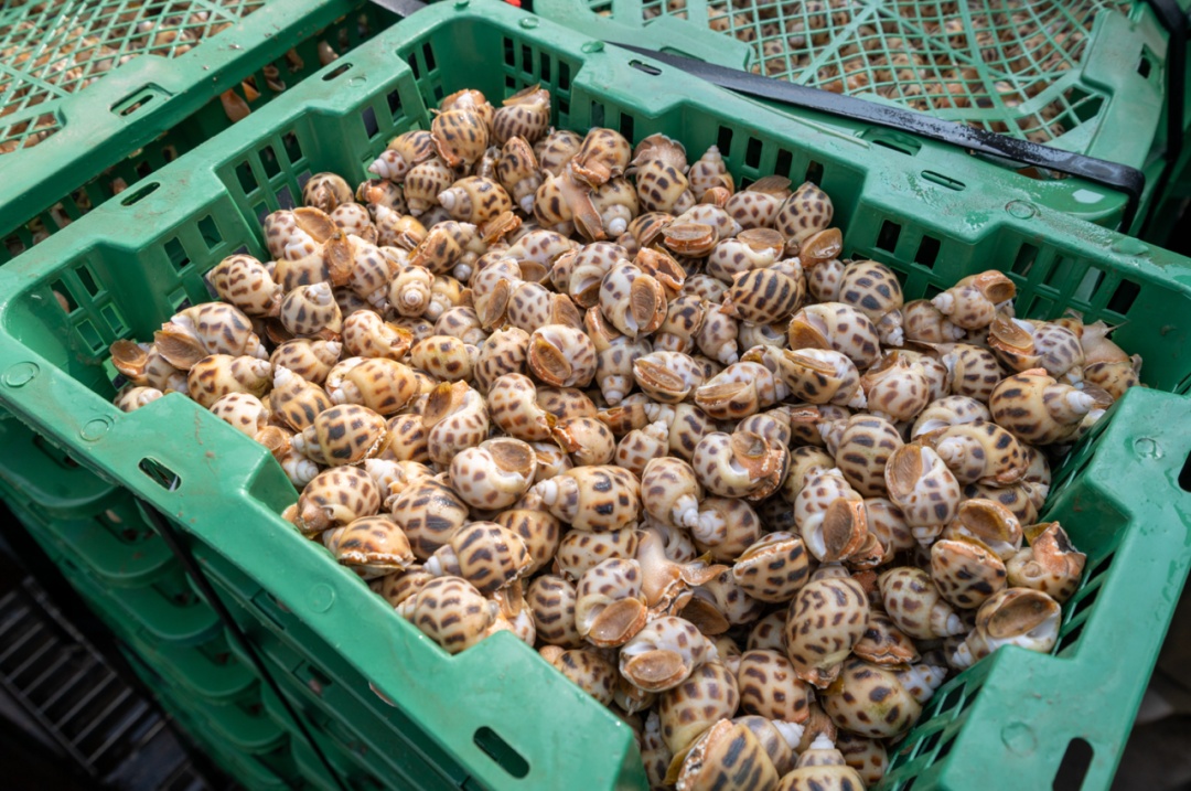 生鲜坐上“头等舱”，海南→珠海最快一日达