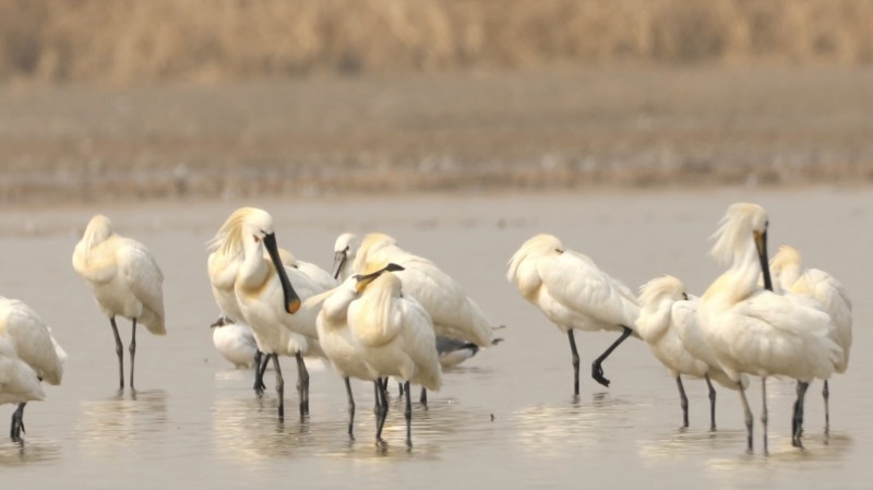 万羽归津！天津迎来候鸟迁徙高峰