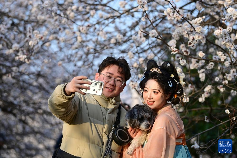 长安春日繁花开 长安春日繁花开