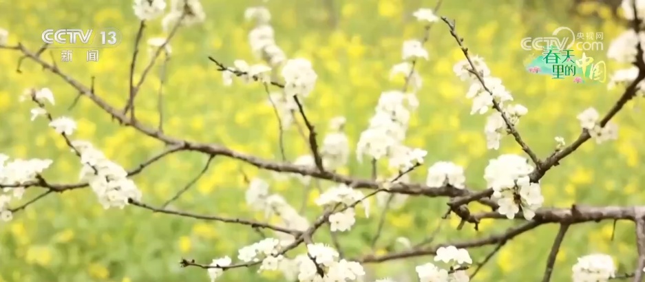 春花绽放带旺乡村游 花海“颜值”变文旅“产值”点亮“春日经济”