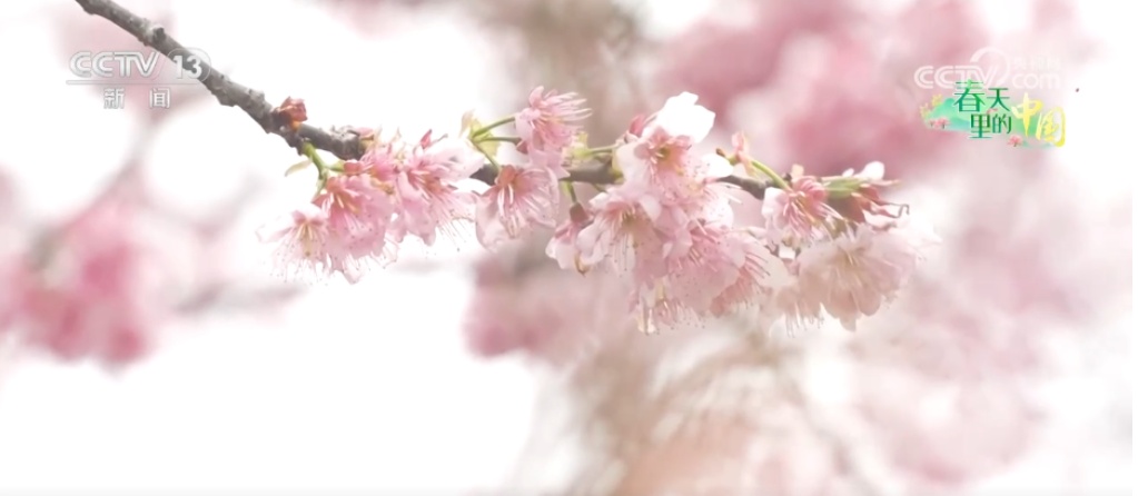 春花绽放带旺乡村游 花海“颜值”变文旅“产值”点亮“春日经济”