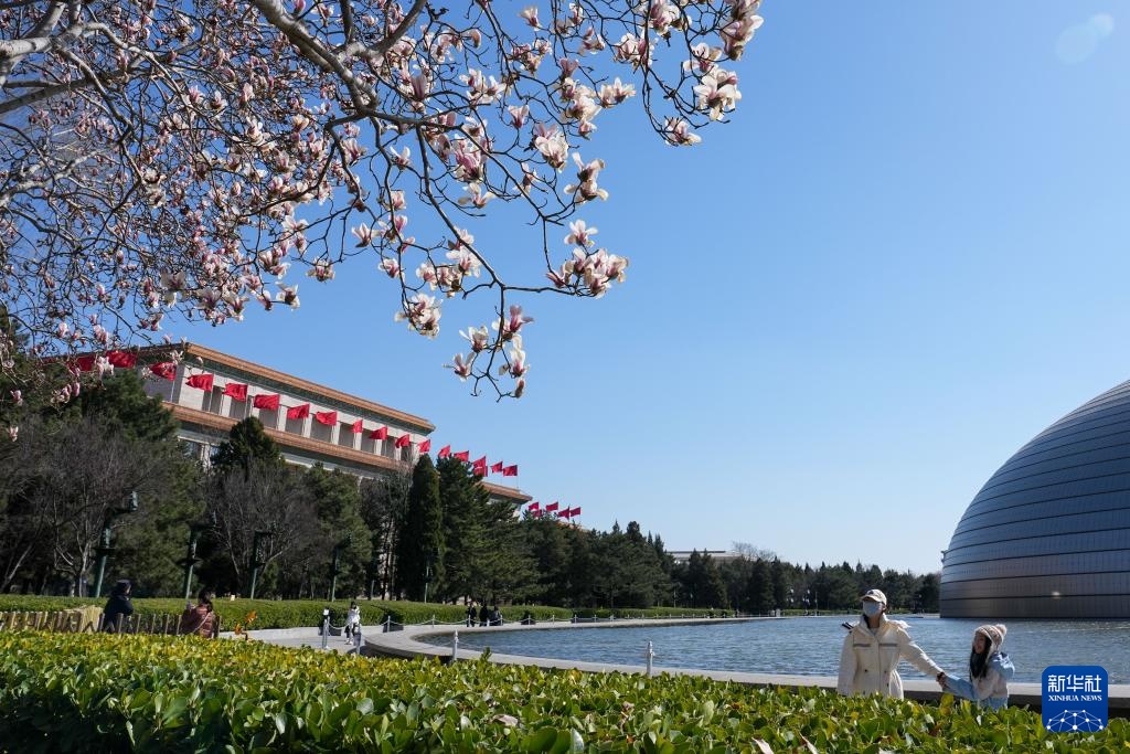 春风拂京 玉兰花开 春风拂京 玉兰花开