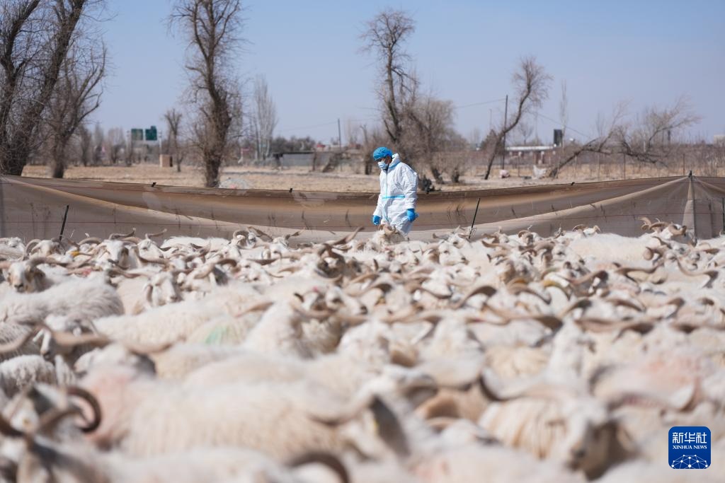 “异地借牧”牧人的春日转场