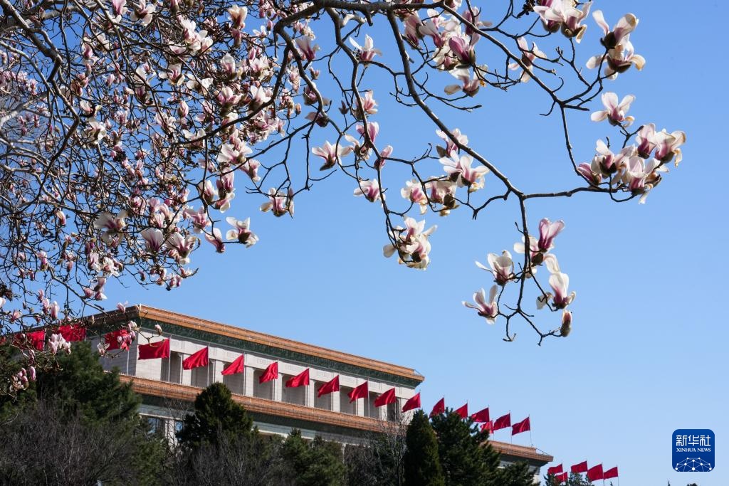 春风拂京 玉兰花开 春风拂京 玉兰花开