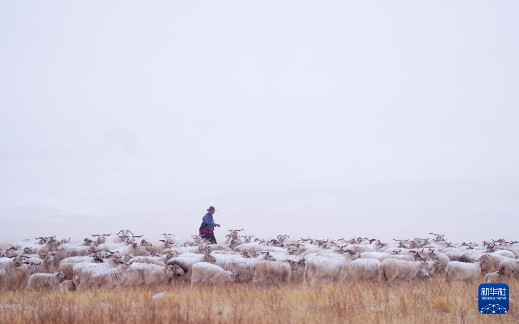 “异地借牧”牧人的春日转场