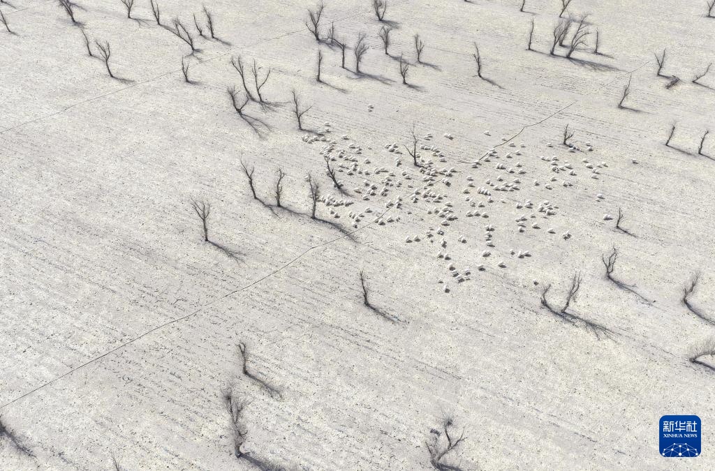 “异地借牧”牧人的春日转场