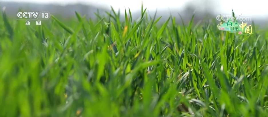 “智慧”春耕春管抢农时 农技人员田间“把脉”护航丰收