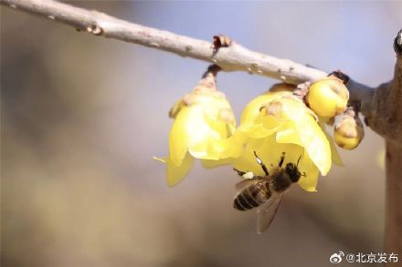 北京：玉渊潭公园的蜡梅开啦！最佳观赏期至——