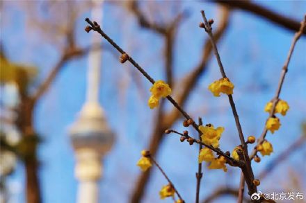 北京：玉渊潭公园的蜡梅开啦！最佳观赏期至——