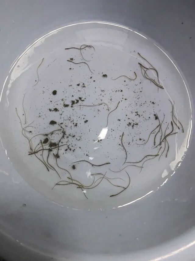 凌晨4人在钱塘江边头戴照明灯，携带“密网”抓鳗鱼苗，被抓！