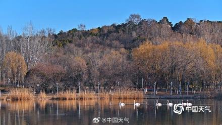 春江水暖“鹅”先知！白天鹅“做客”北京奥森公园
