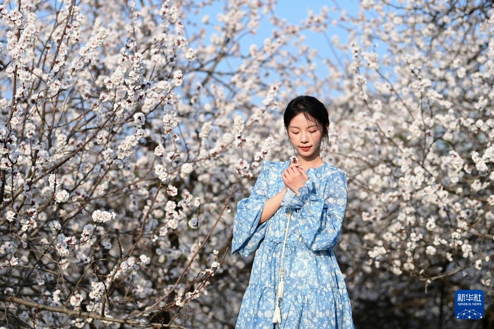 长安春日繁花开 长安春日繁花开