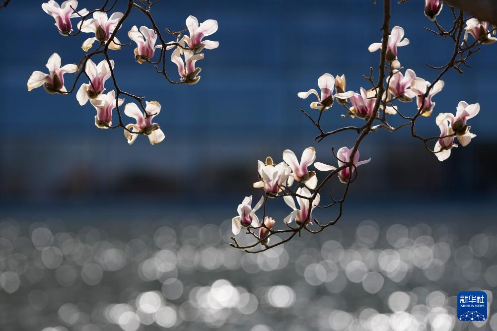 春风拂京 玉兰花开 春风拂京 玉兰花开