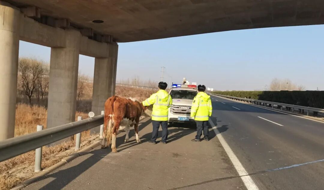 高速 “牛出没”！交警紧急驱离护安全