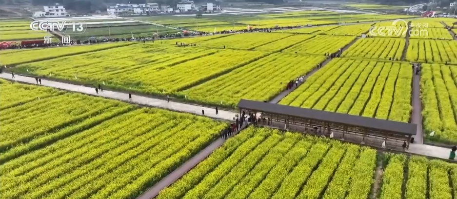 繁花迎客解锁农文旅新体验 以花为媒绘就春日消费新图景