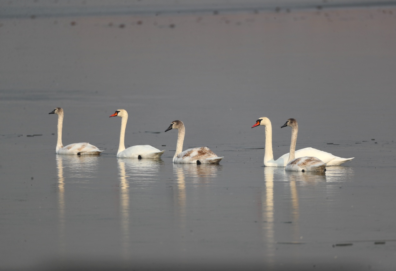 官厅水库迎候鸟高峰 51只东方白鹳现身刷新纪录 官厅水库迎候鸟高峰 51只东方白鹳现身刷新纪录