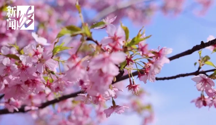 扛过今晨的冷,上海周六将迎17℃!这里即将迎来人山人海... 扛过今晨的冷,上海周六将迎17℃!这里即将迎来人山人海...