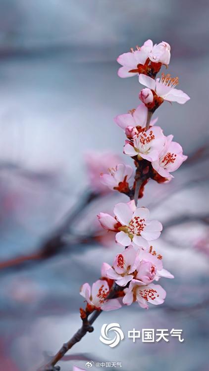 桃花开啦!北京第一抹粉嫩春意上线了 桃花开啦!北京第一抹粉嫩春意上线了