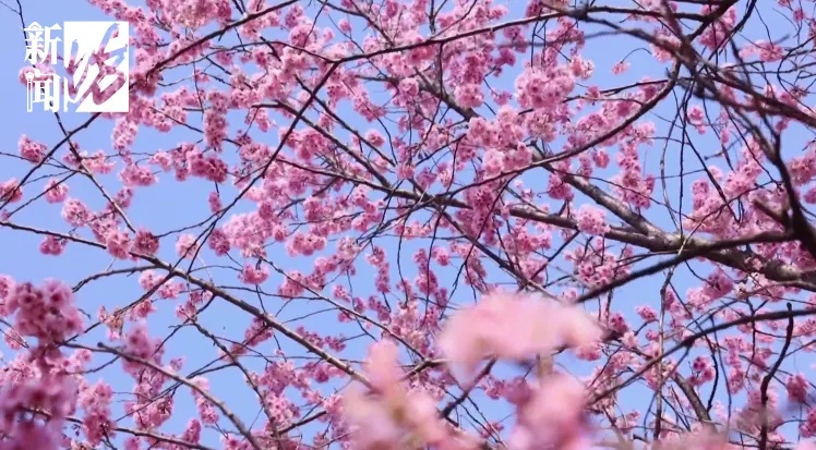 扛过今晨的冷,上海周六将迎17℃!这里即将迎来人山人海... 扛过今晨的冷,上海周六将迎17℃!这里即将迎来人山人海...