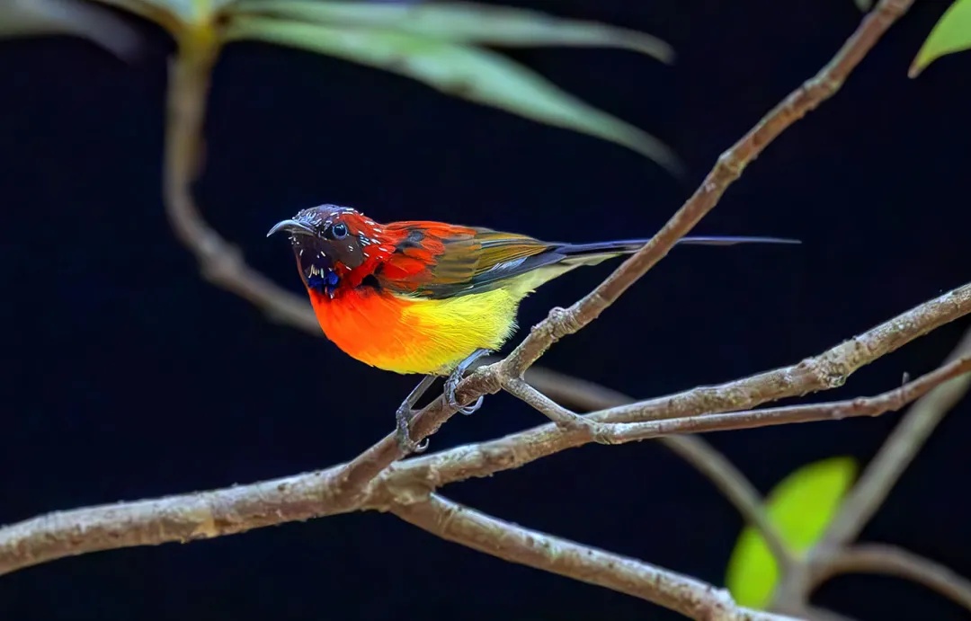 颜值暴击!“东方蜂鸟”惊现江西山野,0.5倍速悬停每一帧都是壁纸 颜值暴击!“东方蜂鸟”惊现江西山野,0.5倍速悬停每一帧都是壁纸