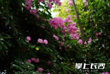 长沙将迎来一段惬意的春日时光 长沙将迎来一段惬意的春日时光