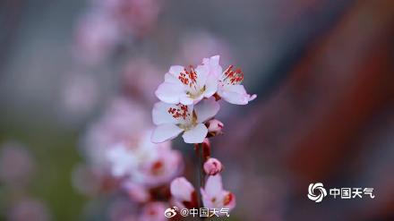 桃花开啦!北京第一抹粉嫩春意上线了 桃花开啦!北京第一抹粉嫩春意上线了