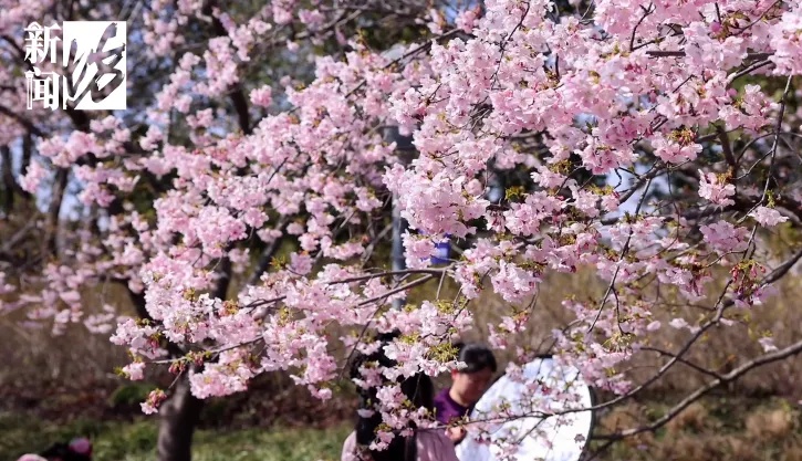扛过今晨的冷,上海周六将迎17℃!这里即将迎来人山人海... 扛过今晨的冷,上海周六将迎17℃!这里即将迎来人山人海...