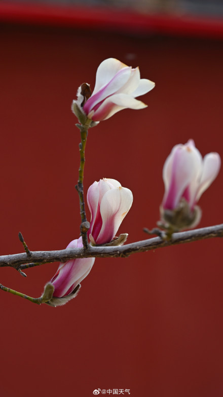 北京玉兰春日证件照来啦 你最爱哪个？