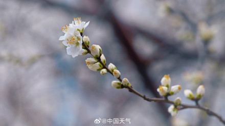 桃花开啦!北京第一抹粉嫩春意上线了 桃花开啦!北京第一抹粉嫩春意上线了