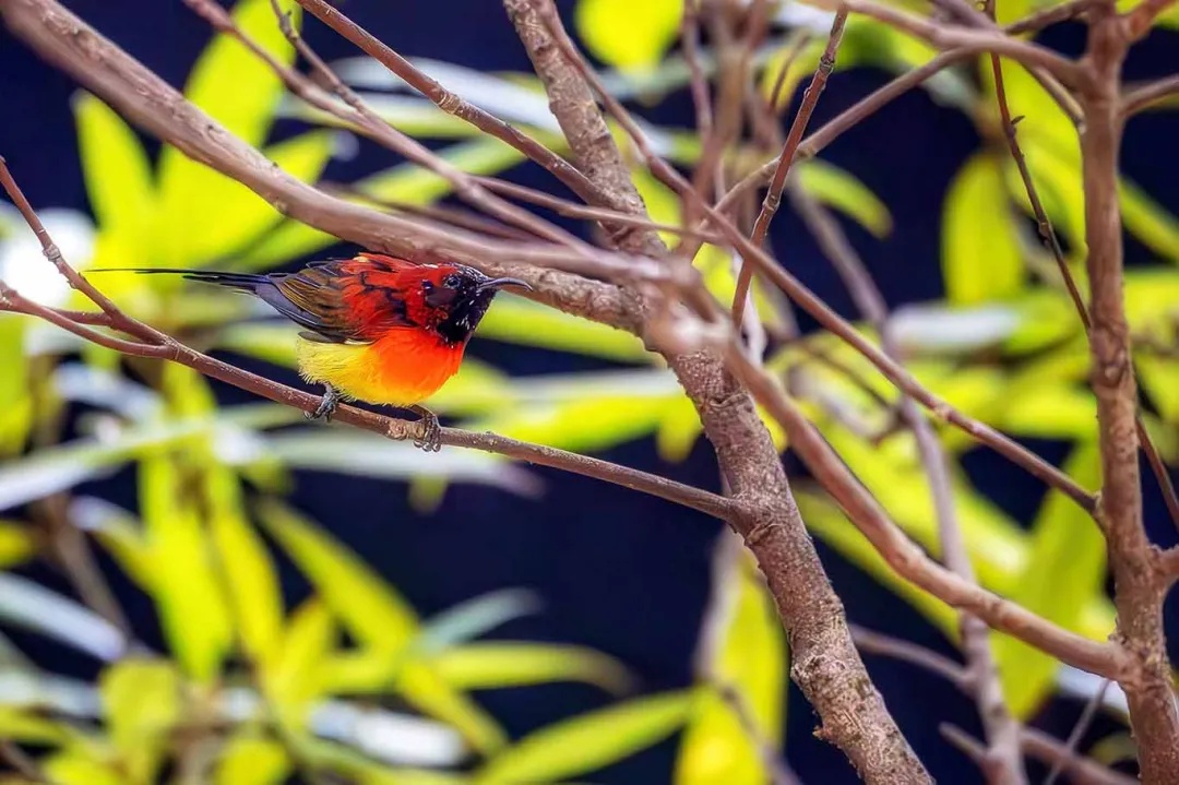 颜值暴击!“东方蜂鸟”惊现江西山野,0.5倍速悬停每一帧都是壁纸 颜值暴击!“东方蜂鸟”惊现江西山野,0.5倍速悬停每一帧都是壁纸