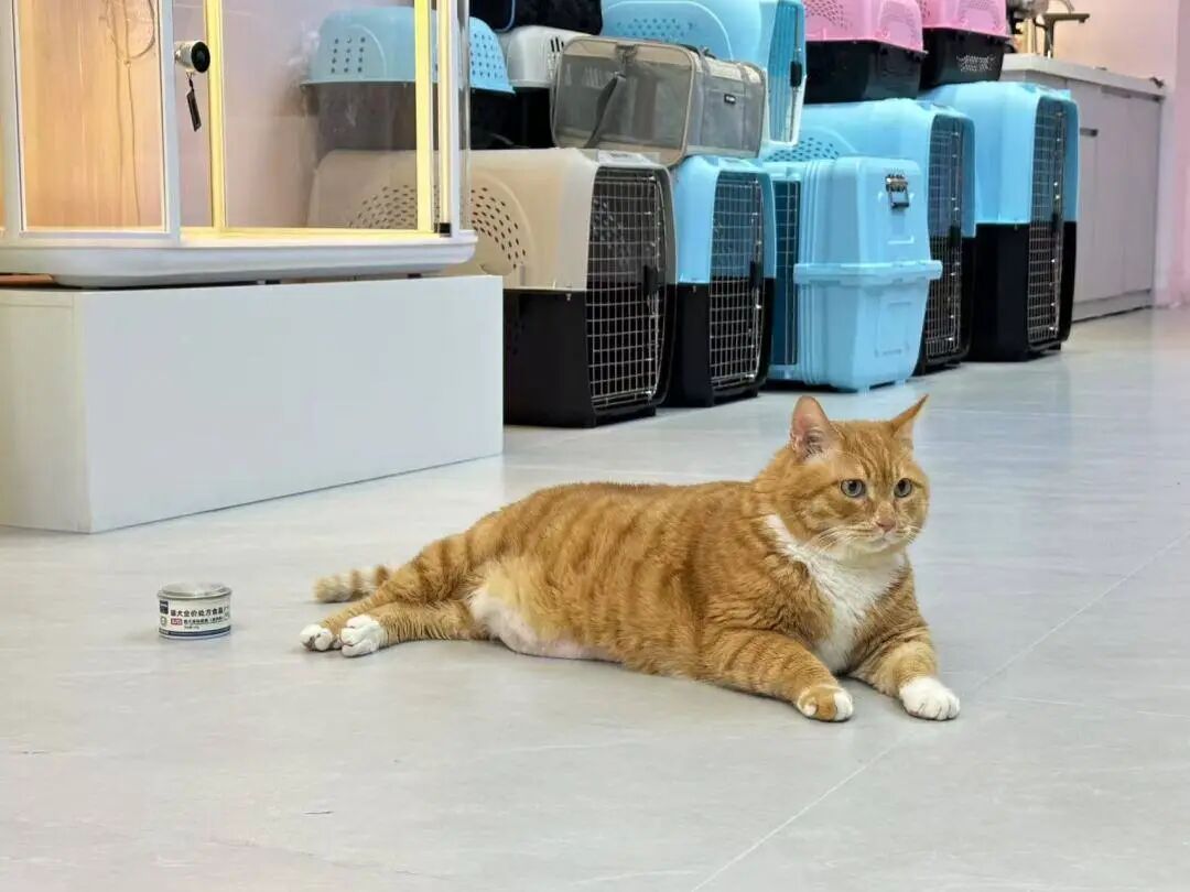 广州白云机场洗手间画着“人牵狗”标志，打开竟是宠物厕所！网友：第一次见，好评