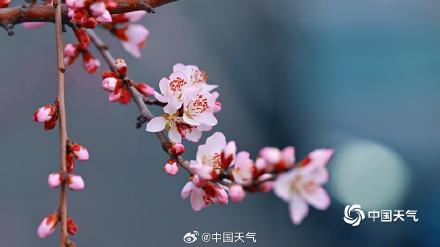 桃花开啦!北京第一抹粉嫩春意上线了 桃花开啦!北京第一抹粉嫩春意上线了