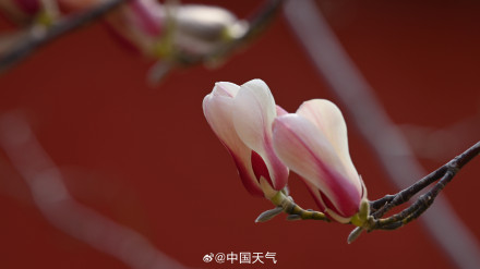 北京玉兰春日证件照来啦 你最爱哪个？