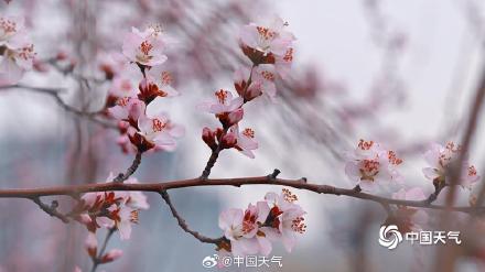 桃花开啦!北京第一抹粉嫩春意上线了 桃花开啦!北京第一抹粉嫩春意上线了