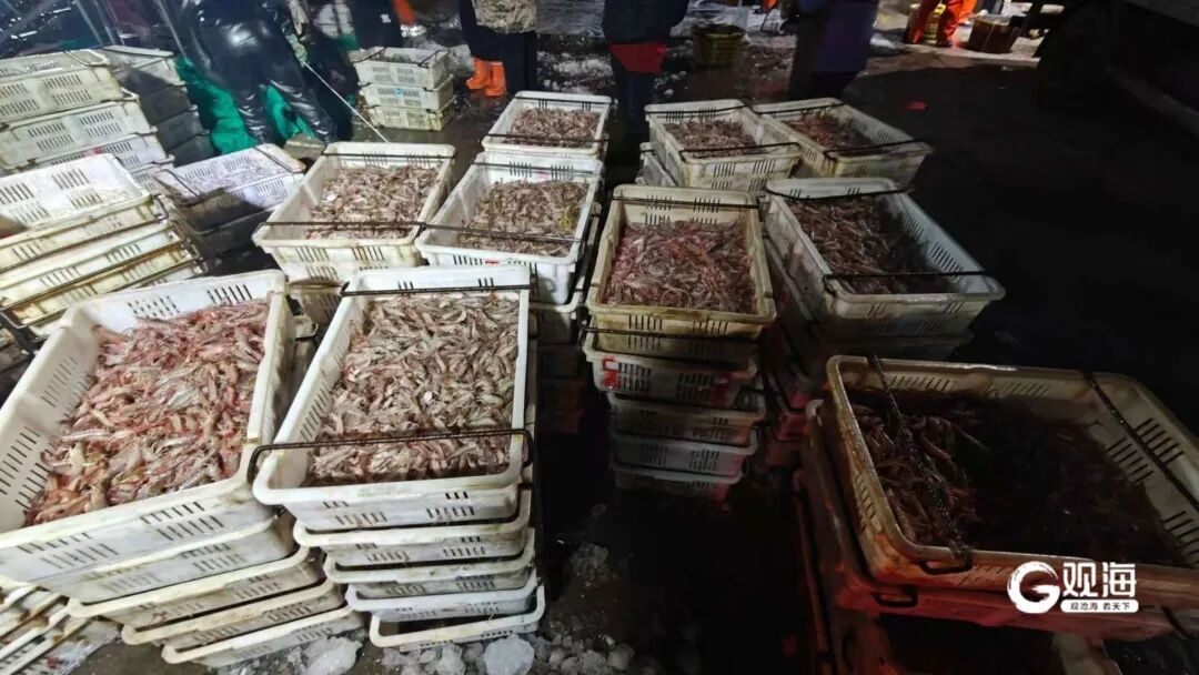 青岛开春的第一口“鲜”来了!一上岸就被抢购…… 青岛开春的第一口“鲜”来了!一上岸就被抢购……