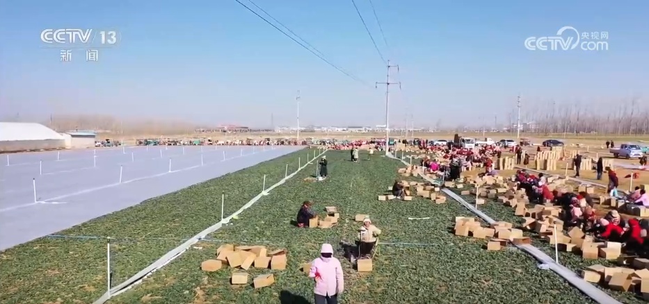 AI护航千里争“鲜”路 新模式新技术助力农产品从田间直达餐桌 AI护航千里争“鲜”路 新模式新技术助力农产品从田间直达餐桌