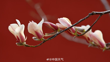 北京玉兰春日证件照来啦 你最爱哪个？