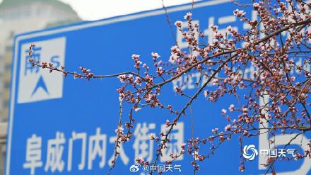 桃花开啦!北京第一抹粉嫩春意上线了 桃花开啦!北京第一抹粉嫩春意上线了