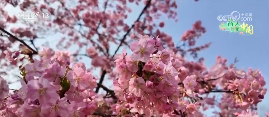 各地多彩春花“上线”激发文旅活力 “美丽经济”催热春日消费 各地多彩春花“上线”激发文旅活力 “美丽经济”催热春日消费