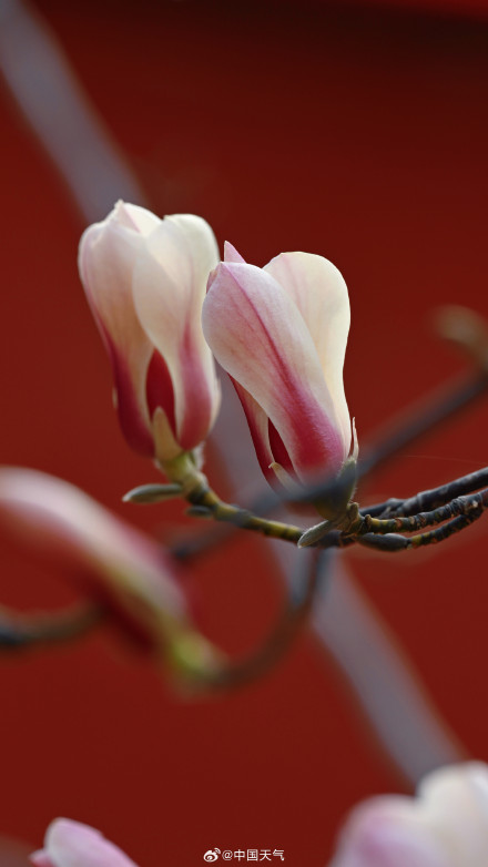 北京玉兰春日证件照来啦 你最爱哪个？